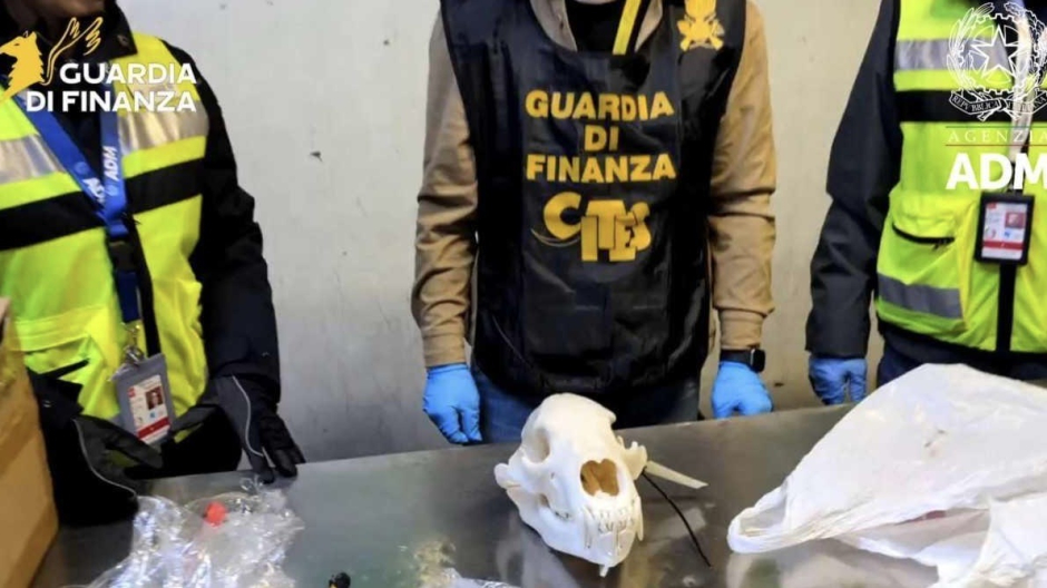 Gdf: sequestrato cranio di orso bruno nella Cargo City di Malpensa